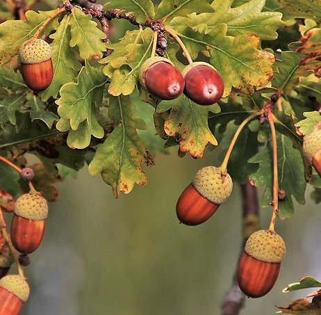 Meşe Malı Nedir  Özellikleri Nelerdir